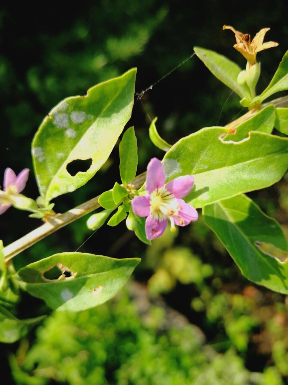 Casa Do Eido - Sustainable Living & Nature Experiences 吉尔斯 外观 照片
